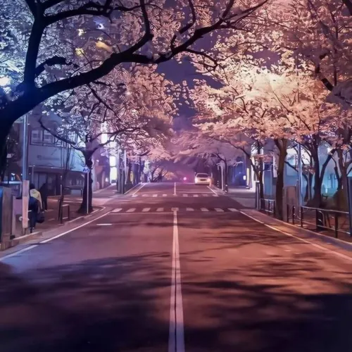 japan cherry blossom profile pic