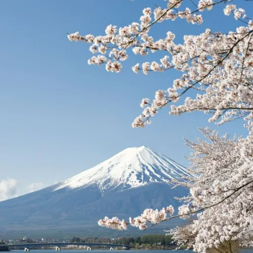 japan cherry blossom dp