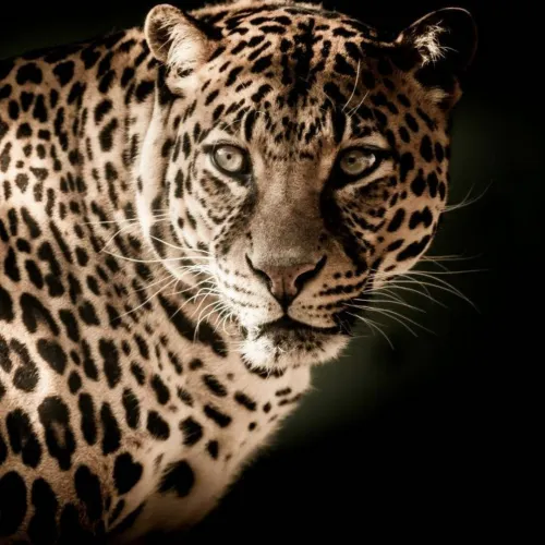 leopard dp