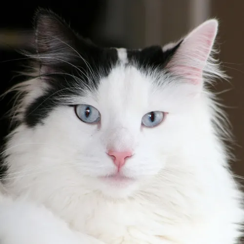 white cat profile picture