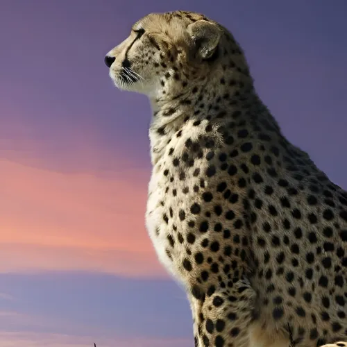 cheetah profile pic