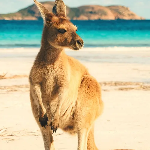 kangaroo profile pic