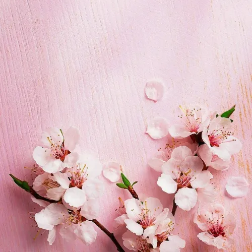 cherry blossom dp