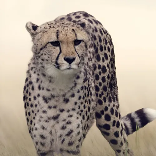 cheetah dp