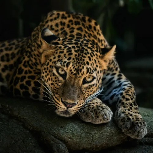 leopard lying dp