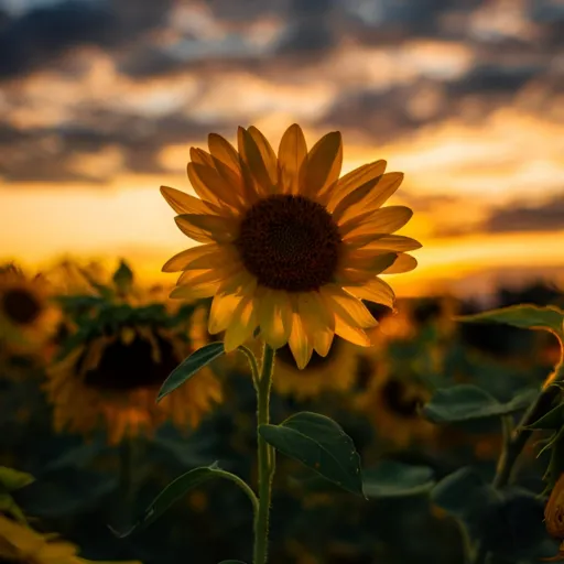 sunflower pfp