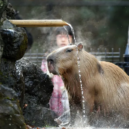 thumb for Capybara Pfp