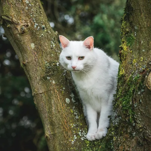 white cat pfp