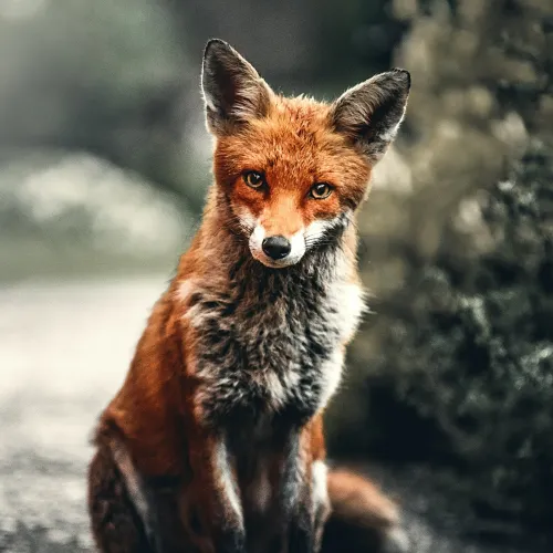 cute fox pfp