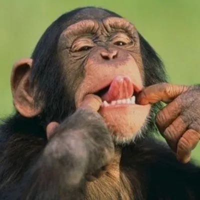thumb for Funny Monkey Pfp