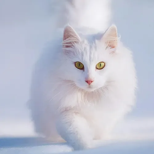cat snow pfp