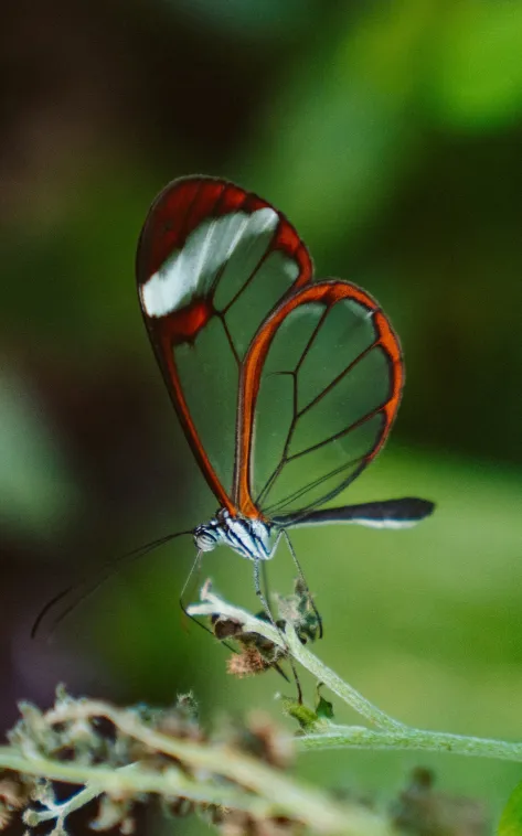 glasswing butterfly wallpaper
