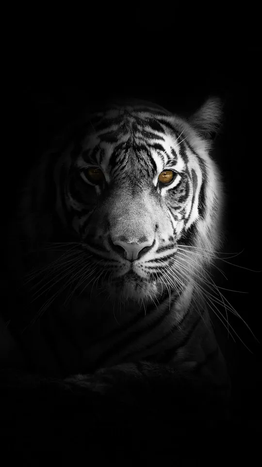 tiger shadow black and white wallpaper