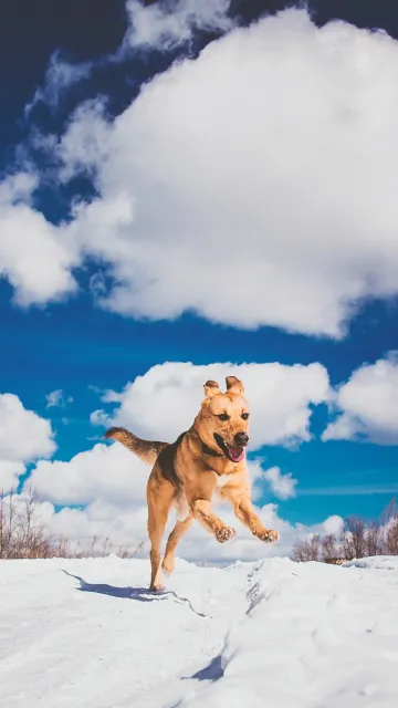 dog wallpaper