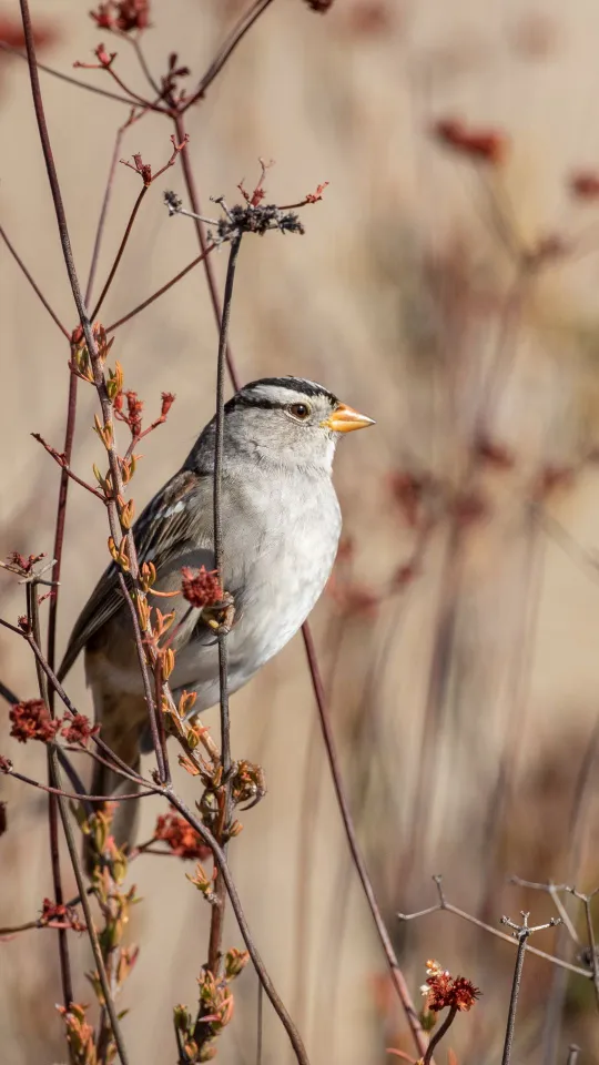 thumb for Sparrow Bird Wallpaper