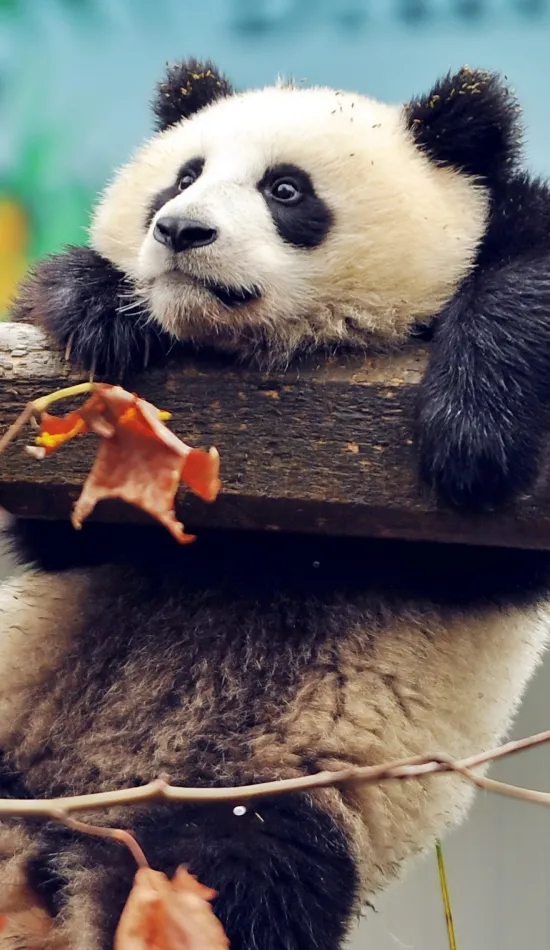thumb for Cute Panda Wallpaper