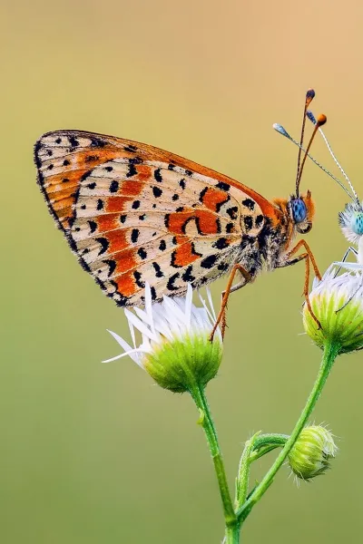thumb for Spotted Fritillary Wallpaper