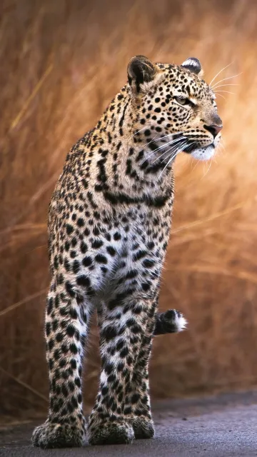 leopard wallpaper