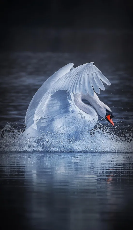 swan water splash wingspan wallpaper