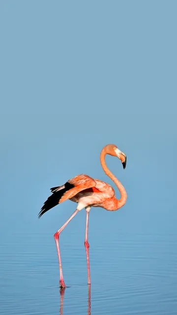 thumb for Flamingo Wallpaper