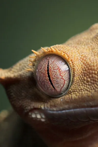 crested gecko eye wallpaper