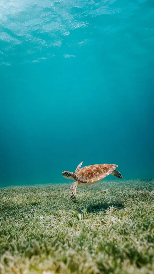 turtle sea water wallpaper