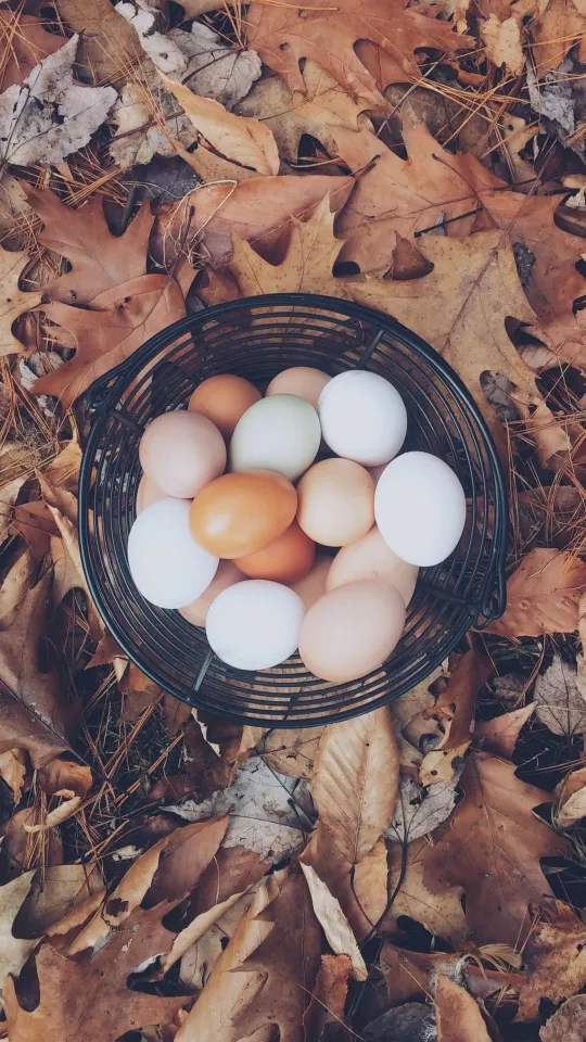 eggs autumn wallpaper