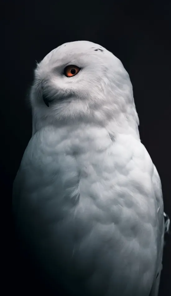 snowy owl wallpaper