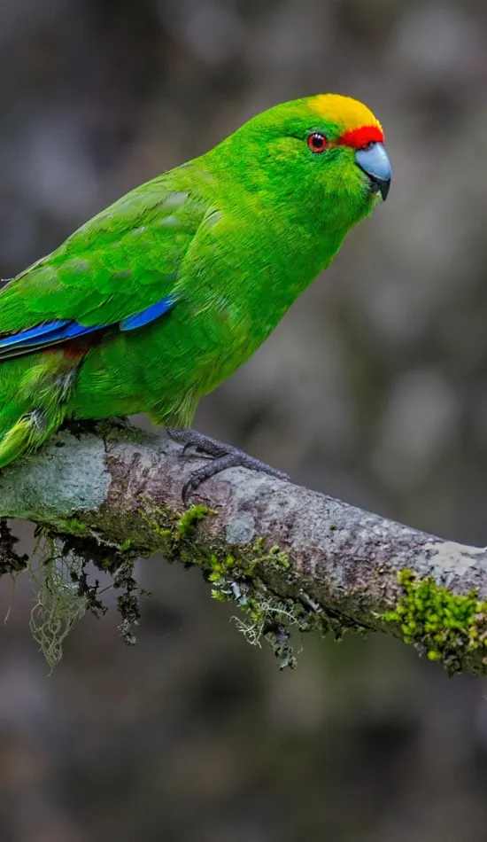 parrot wallpaper