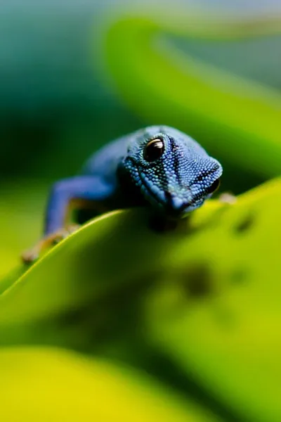 blue lygodactylus williamsi wallpaper