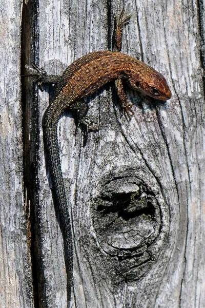 viviparous lizard wallpaper