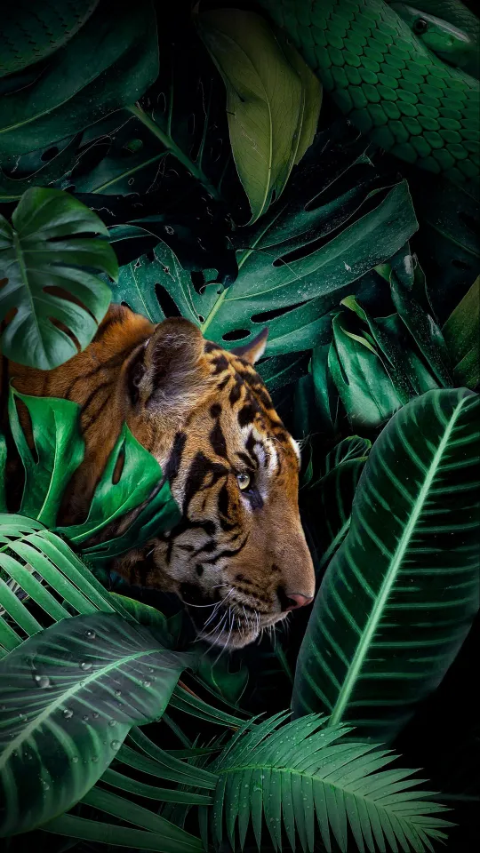 tiger big cat jungle wallpaper