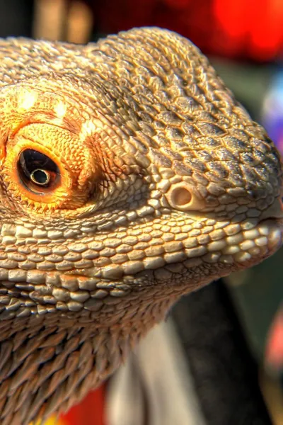 central bearded dragon wallpaper