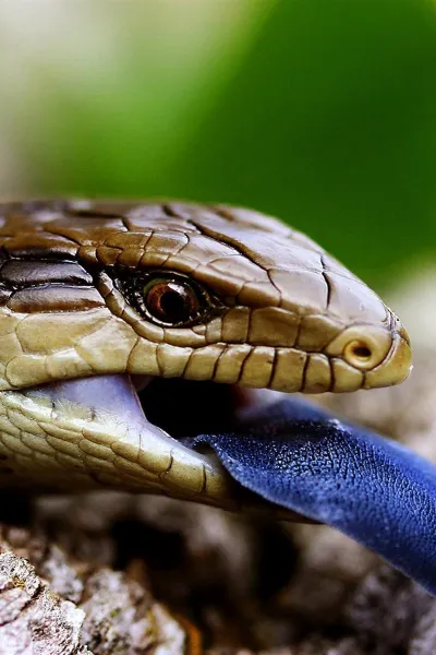 eastern blue tongued lizard wallpaper