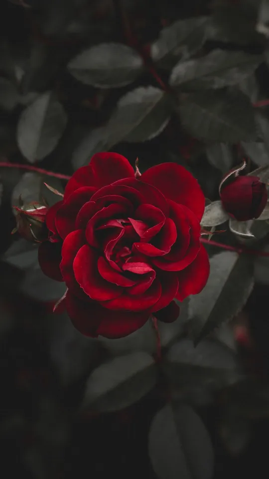 thumb for Aesthetic Rose Red Flower Wallpaper