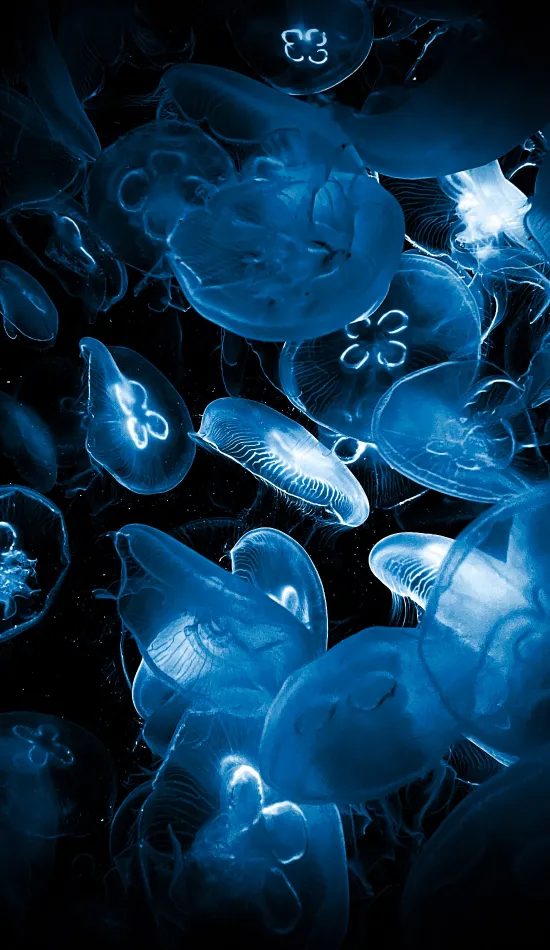 thumb for Jelly Fishes Wallpaper