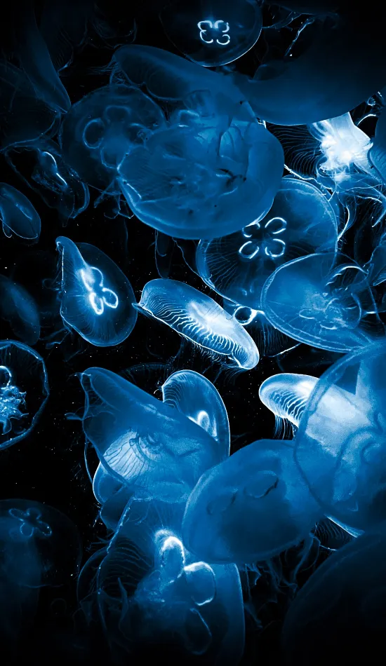 jelly fishes wallpaper