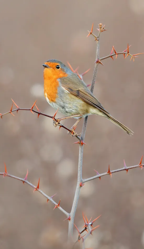 thumb for European Robin Wallpaper