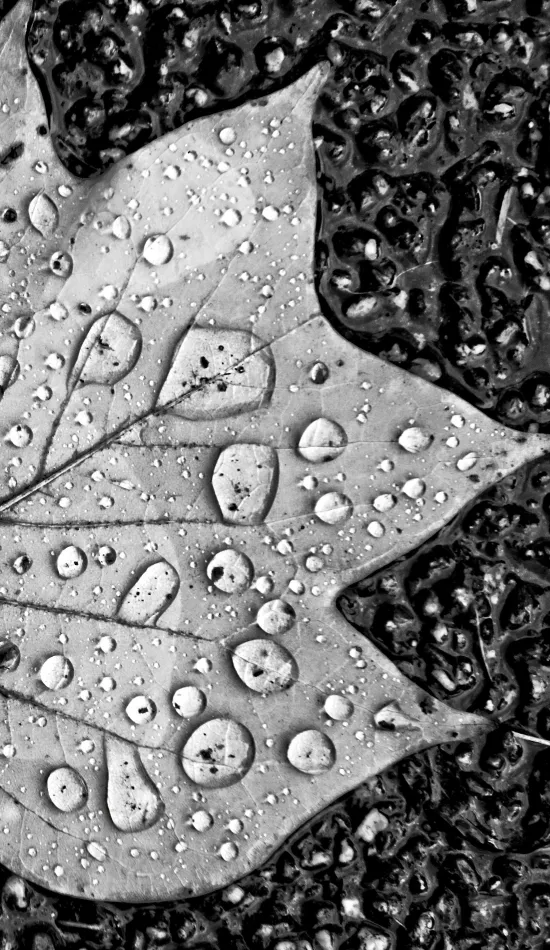 water droplets on leaf wallpaper