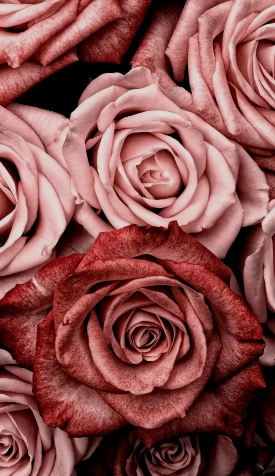 roses wallpaper