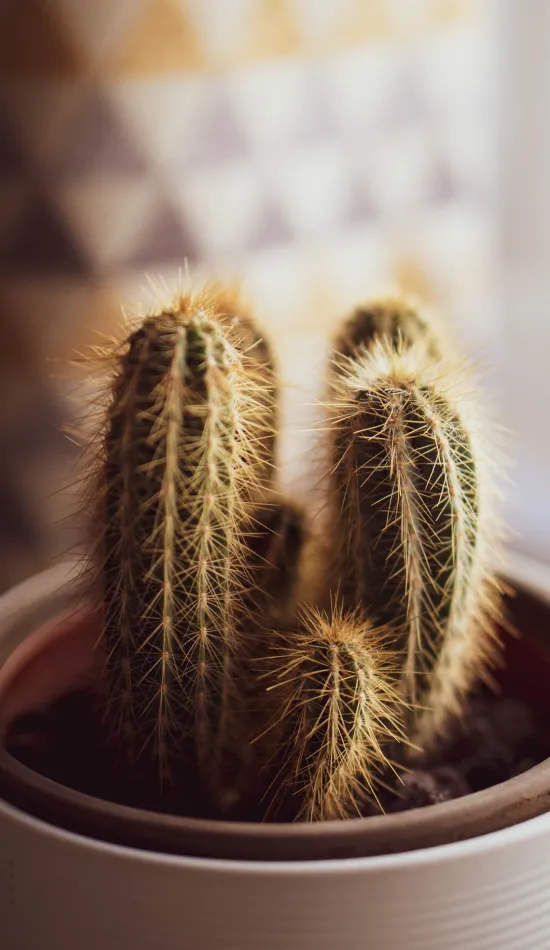 thumb for Cactus Plant Pot Wallpaper