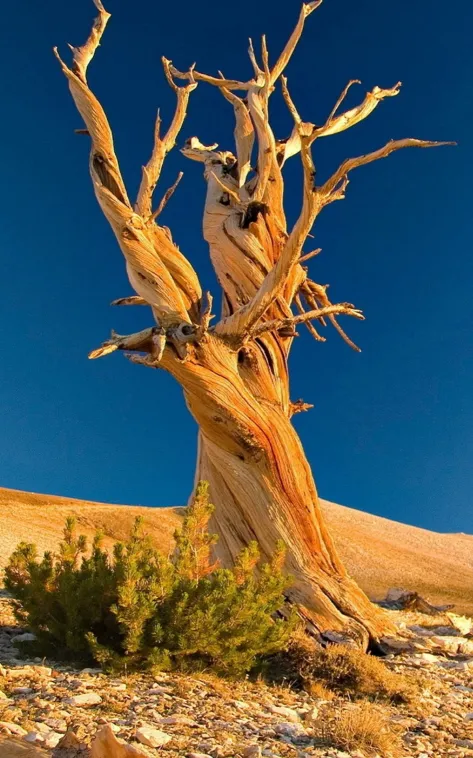 desert dead tree wallpaper