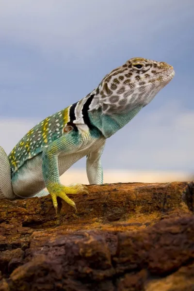 thumb for Eastern Collared Lizard Wallpaper