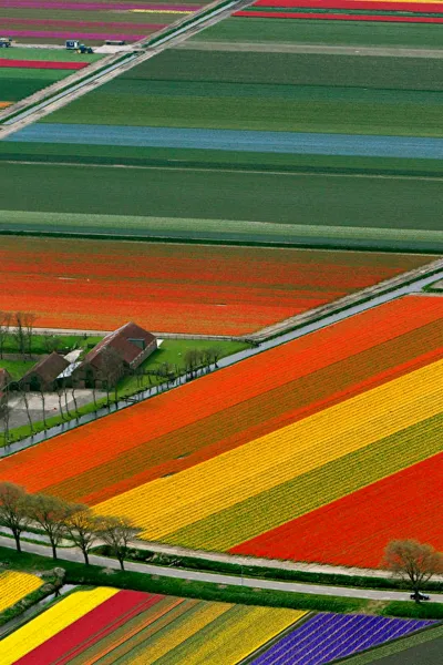 tulip field in holland wallpaper