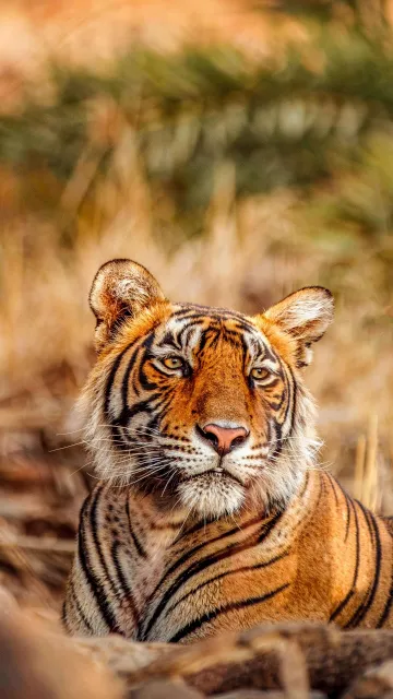tiger full hd wallpaper