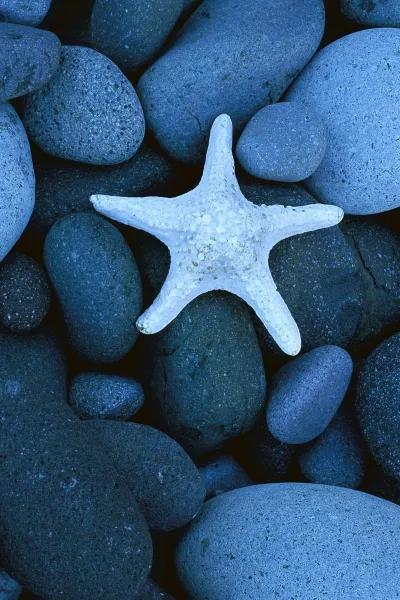 thumb for Star Fish And Blue Stone Wallpaper