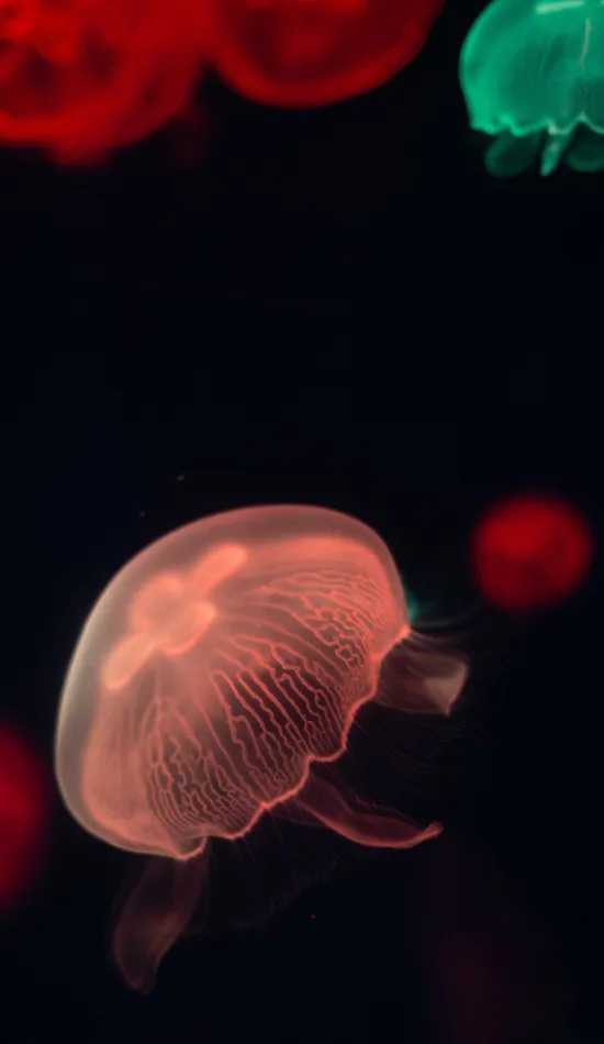 thumb for Colorful Jellyfish Wallpaper