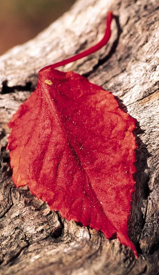 red leaf wallpaper