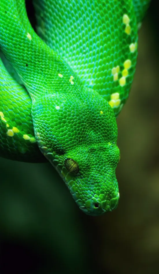 green snake wallpaper