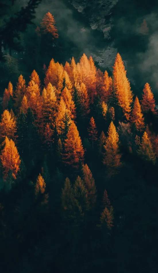 autumn forest wallpaper